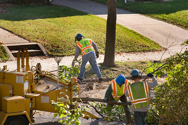 Tree and Shrub Care in Farmville, VA