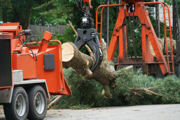 Lawn Renovation and Restoration in Farmville, VA